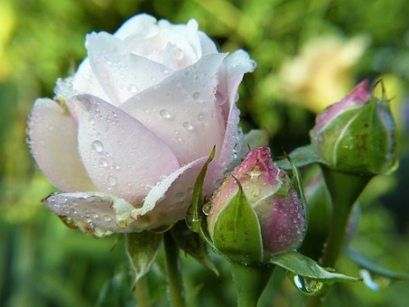 Featured image for “The Fragrance of White Roses”